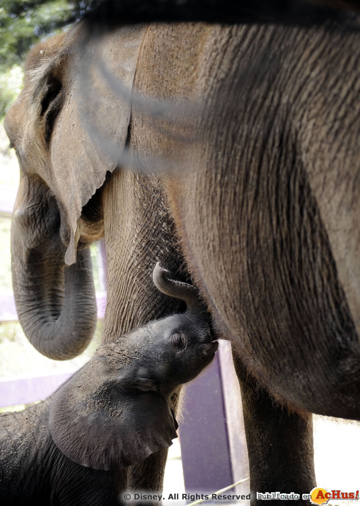 Imagen de Disney´s Animal Kingdom  Baby Elephant born