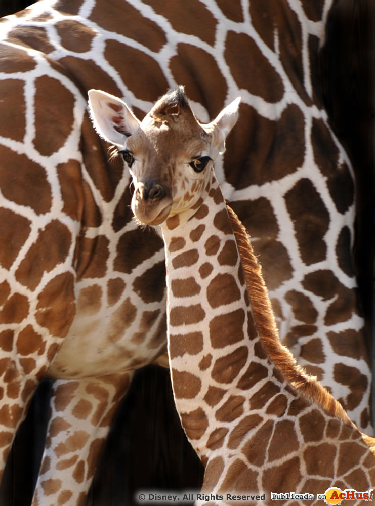 Imagen de Disney´s Animal Kingdom  Bonsu a baby giraffe