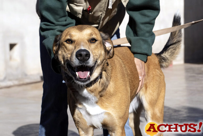 Más de 50.000 personas han visto el 17º desfile de perros abandonados de A.U.P.A y Bioparc 