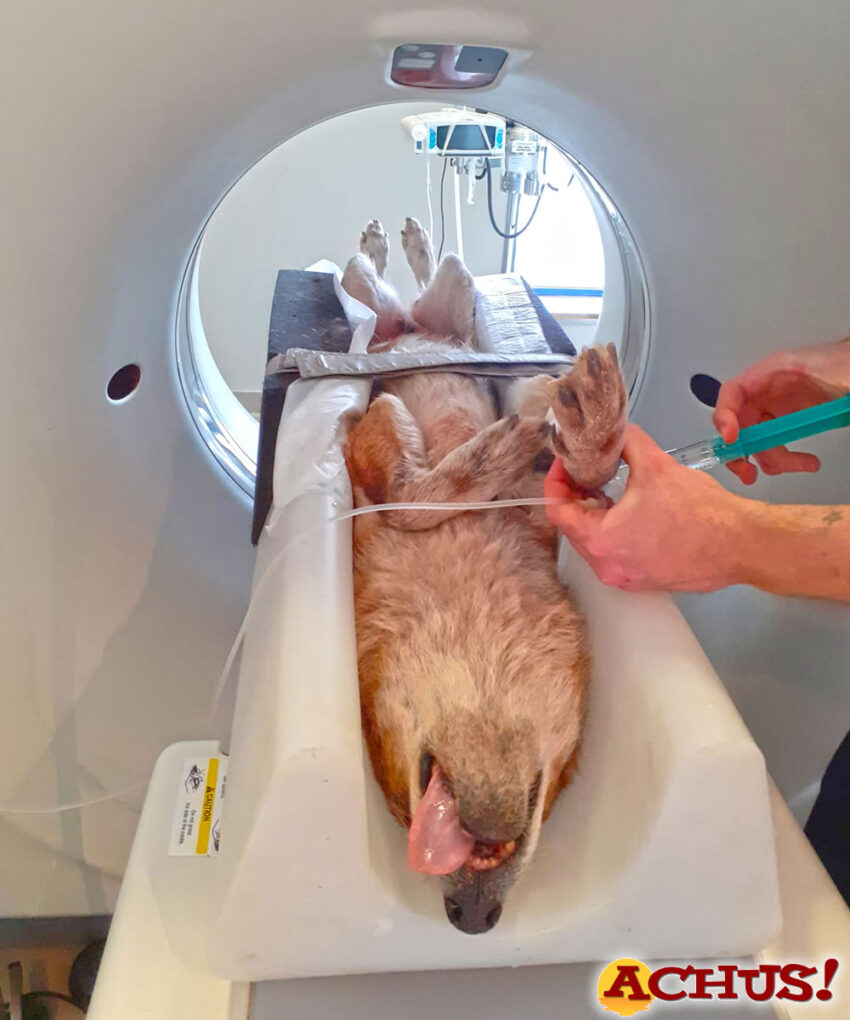 Un dhole de Terra Natura Benidorm inicia su tratamiento contra la espondilosis tras detectarla en una TAC