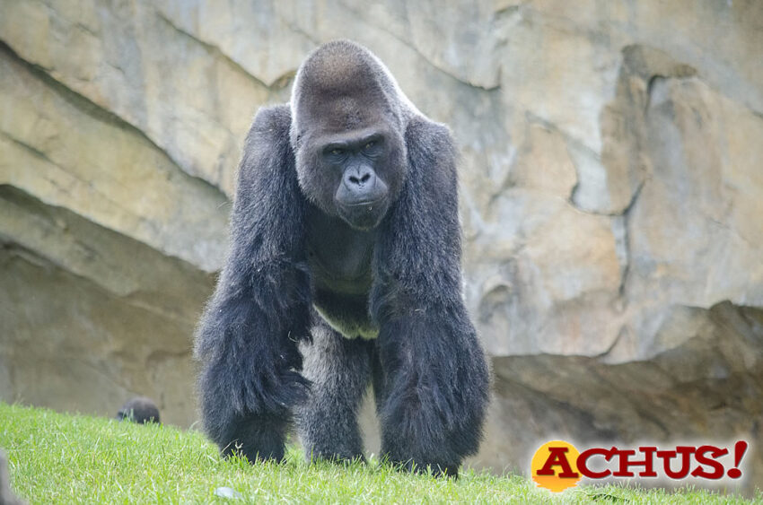 El gorila “espalda plateada” de Bioparc, Mambie cumple 30 años 