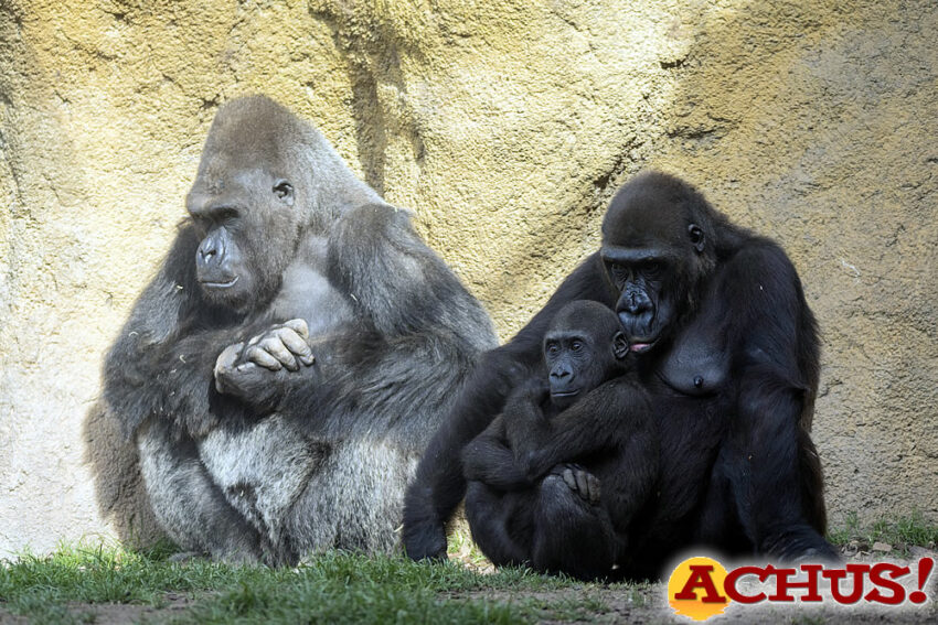 Hoy el gorila Pepe cumple 3 años y Bioparc recuerda a mujeres “con causa” 
