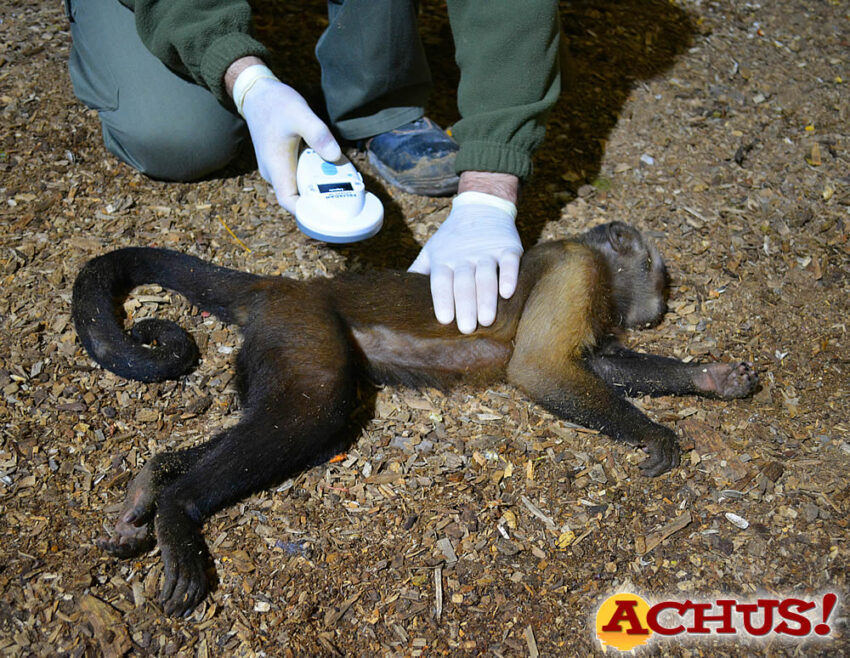 Terra Natura Benidorm practica una revisión veterinaria a tres monos capuchinos para controlar su salud