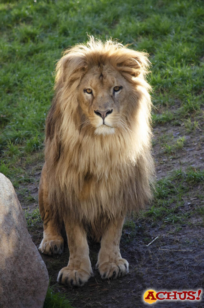Lubango, el león macho de Bioparc Valencia, cumple 5 años