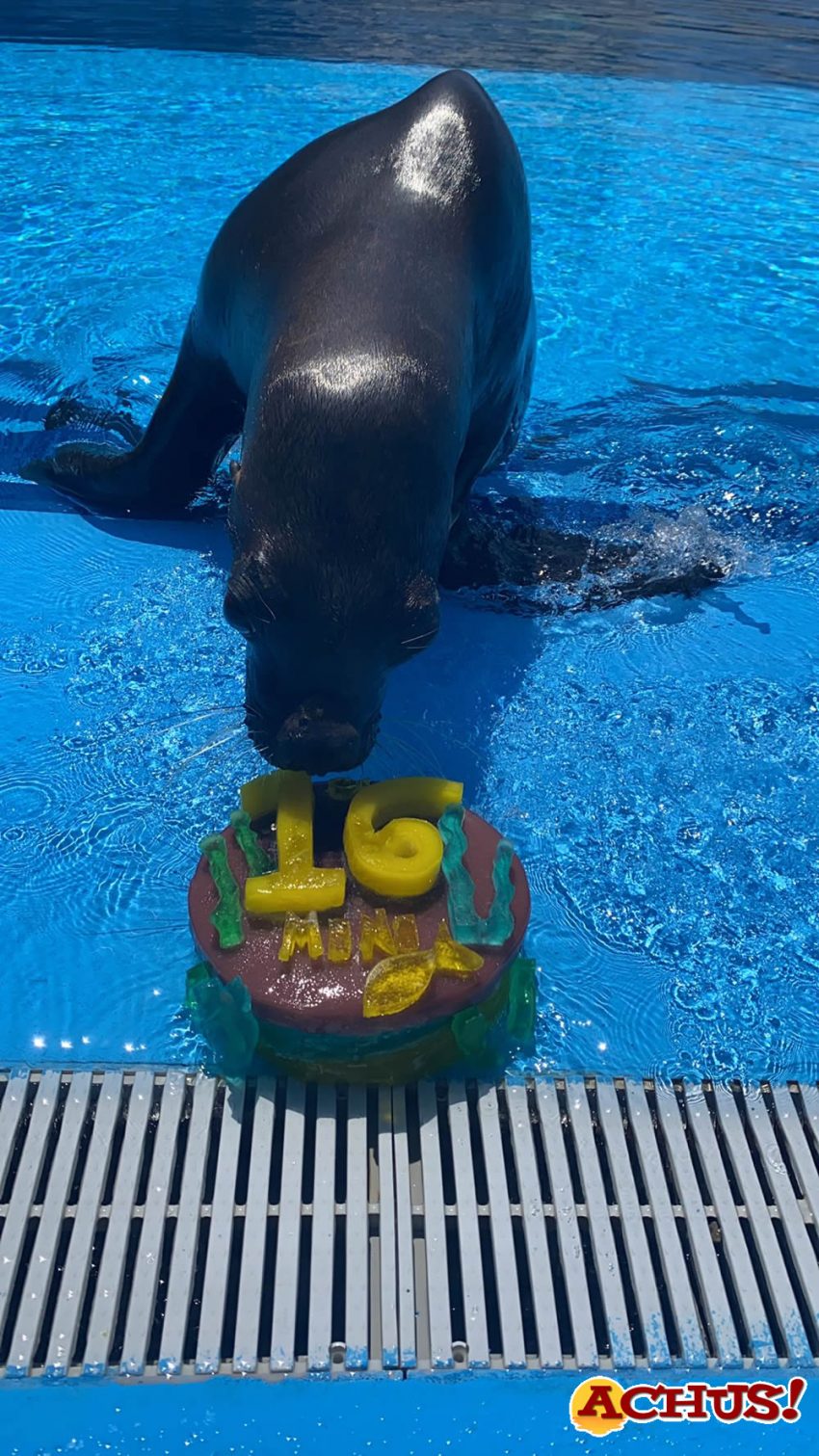 Mundomar celebra el cumpleaños de dos de sus leones marinos patagónicos: Mitch y Mini