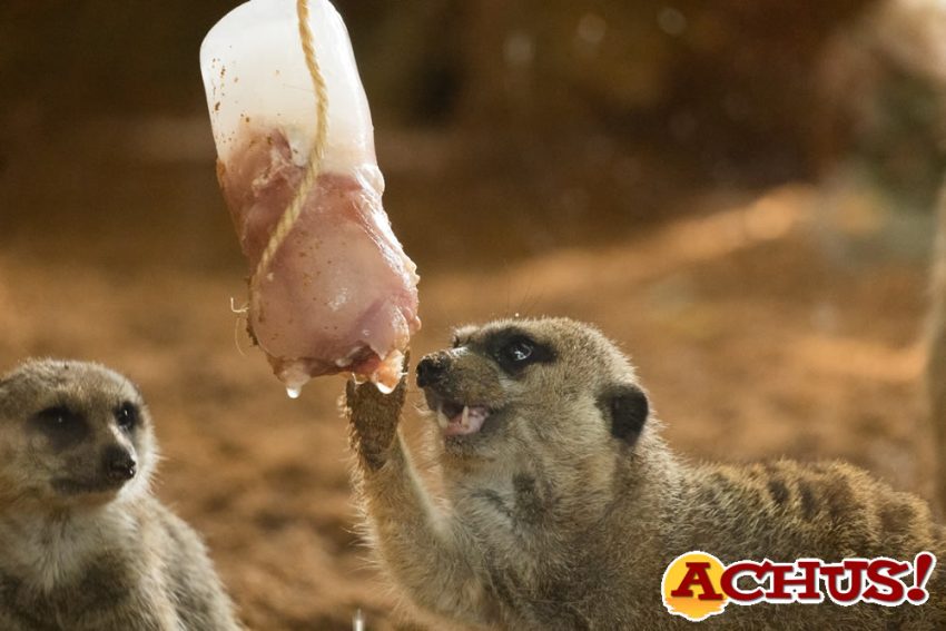 Los animales de Bioparc Valencia disfrutan de helados y lluvia artificial para combatir la ola de calor