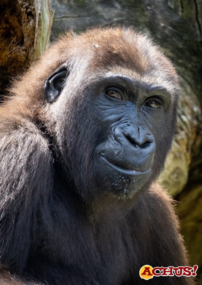 Virunga la gorila nacida en Bioparc Valencia cumple 5 años