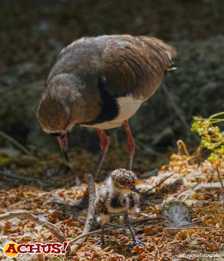 El aviario de Terra Natura Benidorm crece con el nacimiento de dos polluelos de tero 