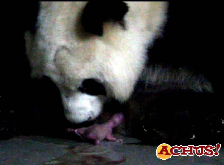 Segundo parto gemelar de osos panda en la historia de Zoo Aquarium de Madrid 