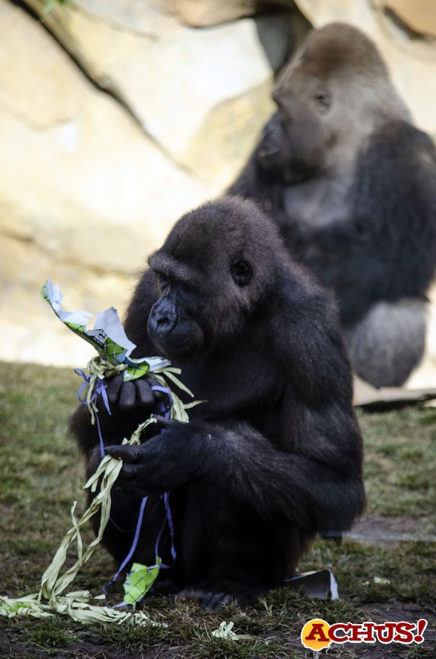 Bioparc celebra el 9º aniversario de Ebo, el primer gorila nacido en la Comunidad Valenciana