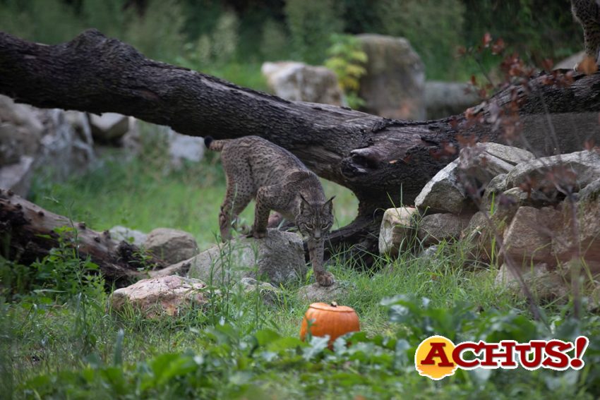 Los mejores planes con niños, rodeados de animales, para disfrutar de Halloween en Zoo Aquarium de Madrid y Faunia