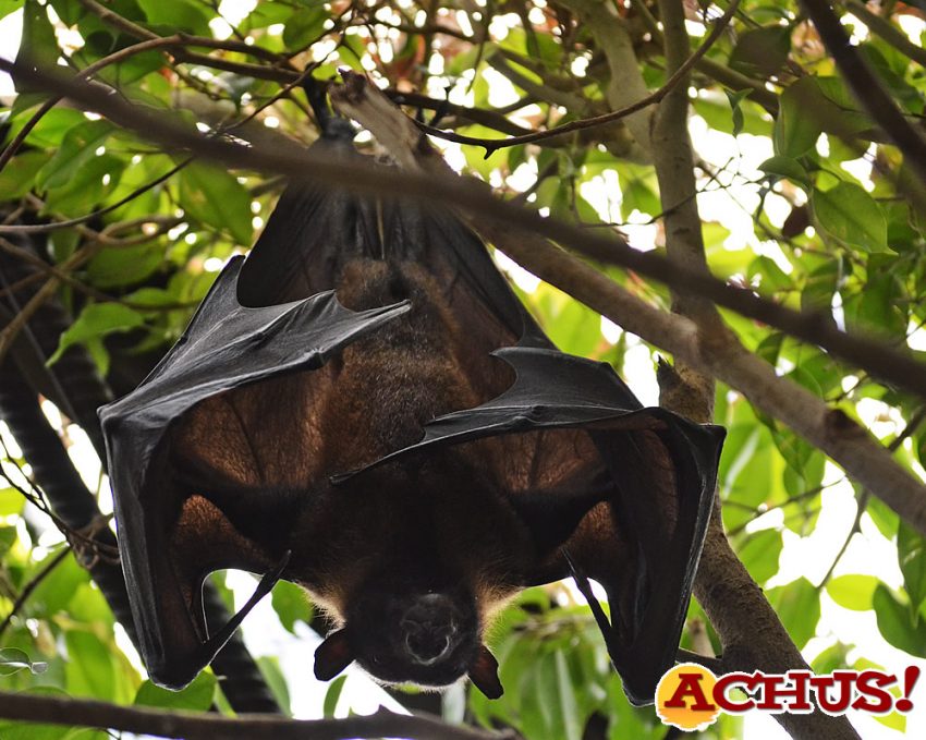 Fundación Bioparc acerca el conocimiento de los fascinantes murciélagos
