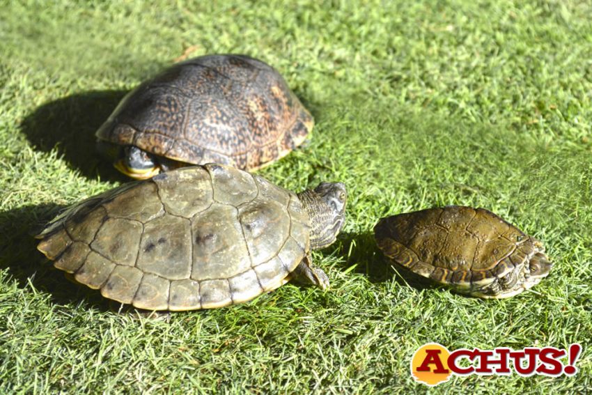 Terra Natura Benidorm acoge 21 tortugas incautadas por la Guardia Civil en Mallorca