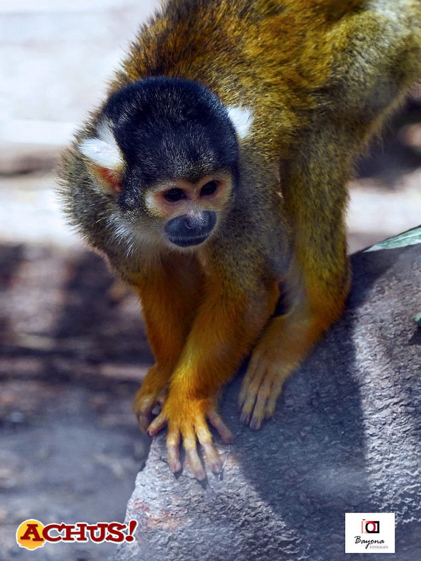Terra Natura Benidorm conciencia sobre las amenazas que sufren los monos con motivo del Día Mundial de los Primates