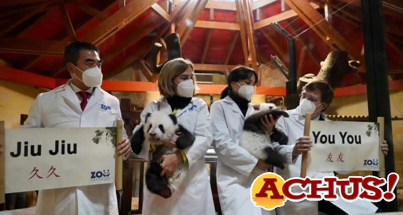 El alcalde de Madrid y la Embajada china apadrinan los gemelos panda de Zoo Aquarium de Madrid