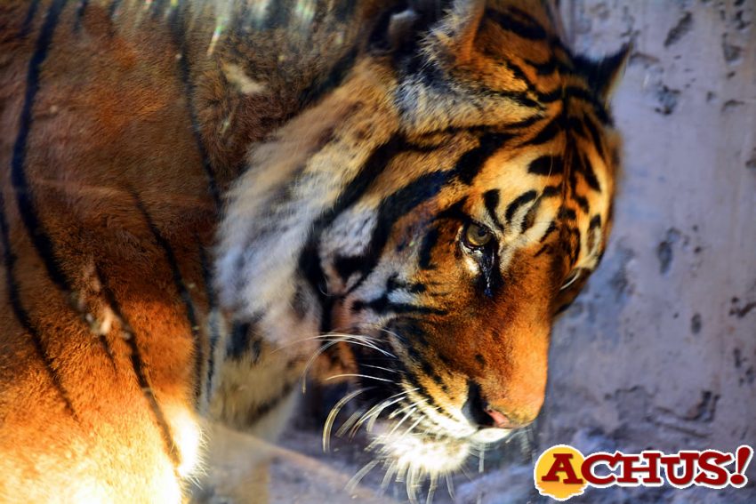 El tigre más longevo de Terra Natura Benidorm celebra su vigésimo aniversario