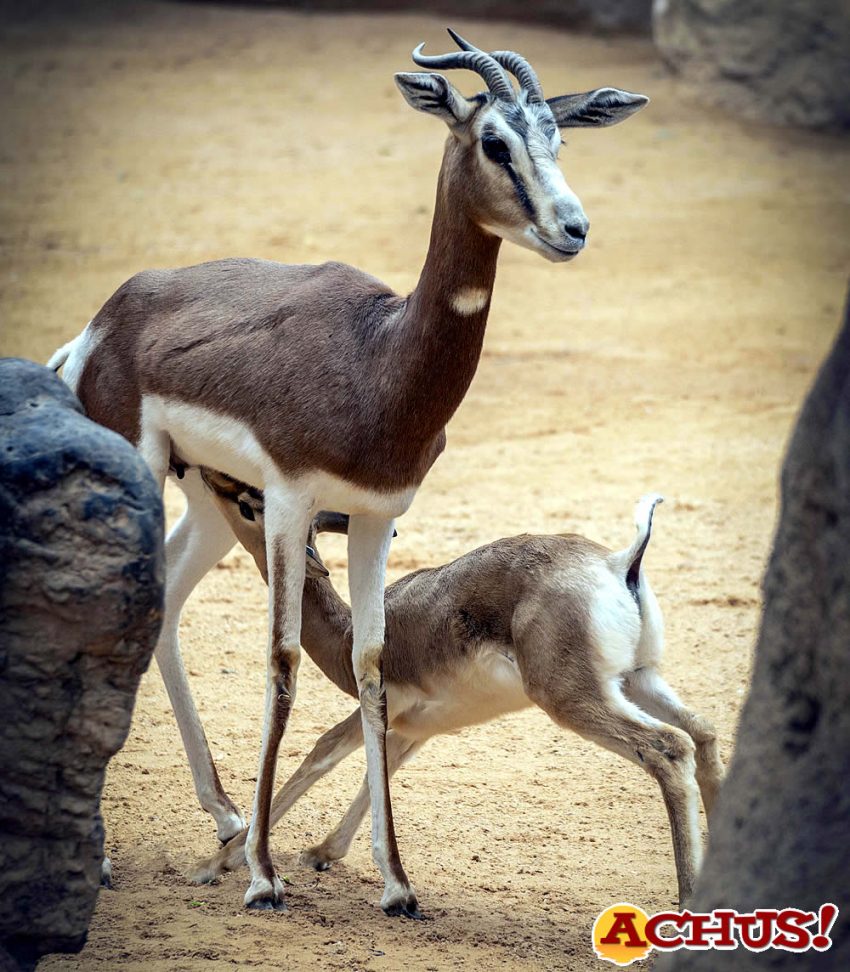La gacela de una especie extinta nacida en Bioparc Valencia se llamará Esmeralda