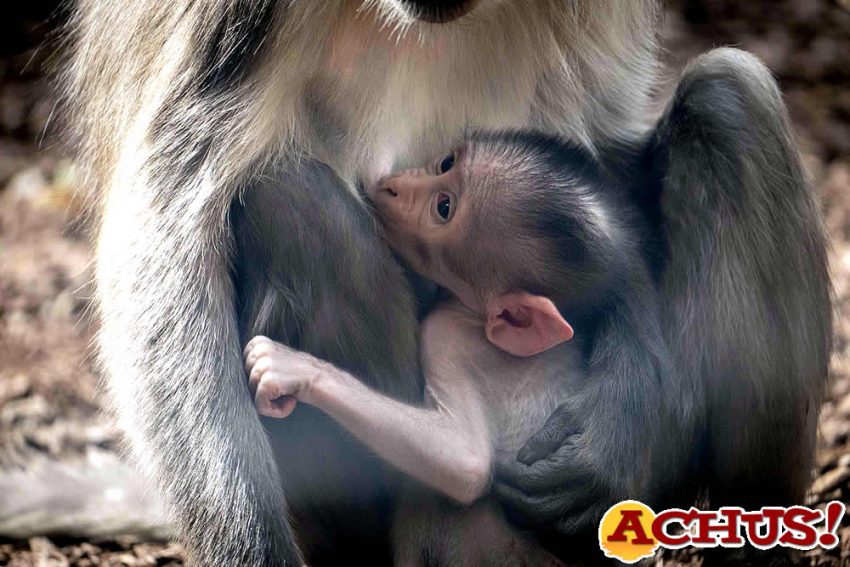 Nace una cría a la vista del público en Bioparc Valencia de un peculiar primate en peligro de extinción