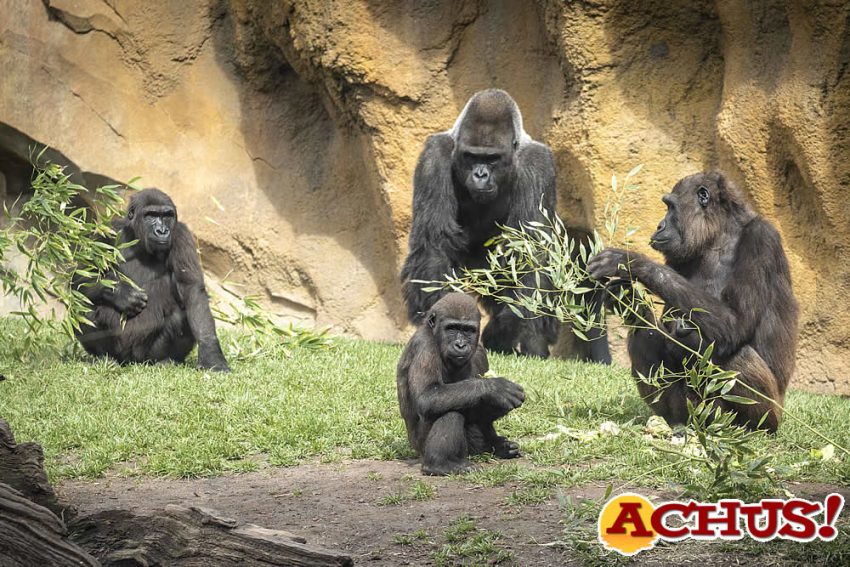 La familia de gorilas de Bioparc Valencia celebra una doble fiesta “sorpresa” de cumpleaños