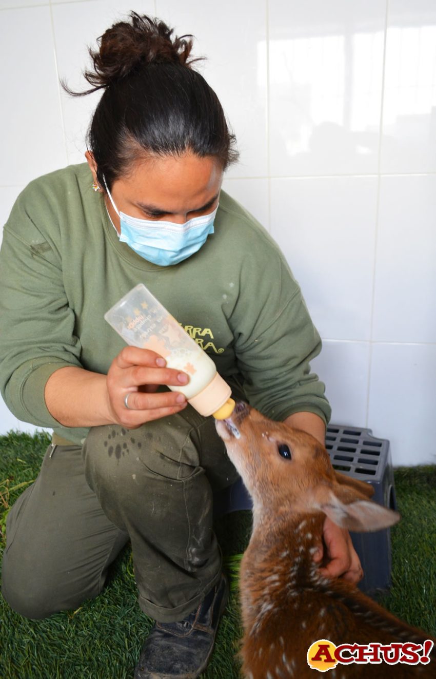 Los cuidadores de Terra Natura Benidorm rescatan a una cría de chital rechazada por su madre al nacer
