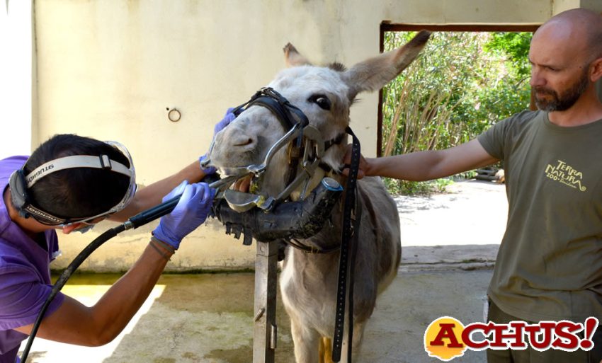 Un dentista realiza una odontoplastia a uno de los burros de Terra Natura Benidorm