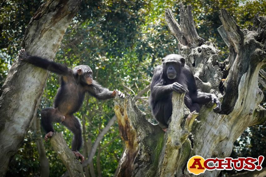Bioparc Valencia conmemora el Día del Chimpancé
