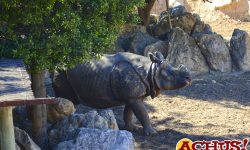 Llega un nuevo rinoceronte indio a Terra Natura Benidorm para fomentar la conservación de la especie