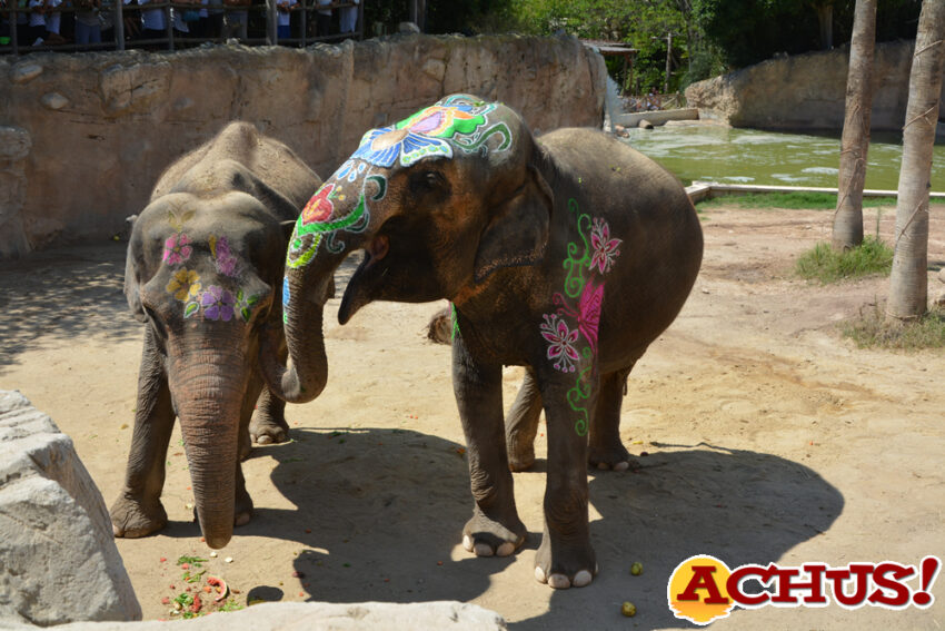 La elefanta Petita se acicala para celebrar su 50º aniversario el próximo sábado en Terra Natura Benidorm