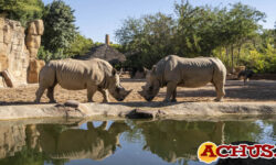 Bioparc Valencia se suma a la esperanza de la conservación para celebrar el Día Mundial del Rinoceronte