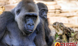 Bioparc referente en la conservación del gorila, especie en peligro crítico de extinción