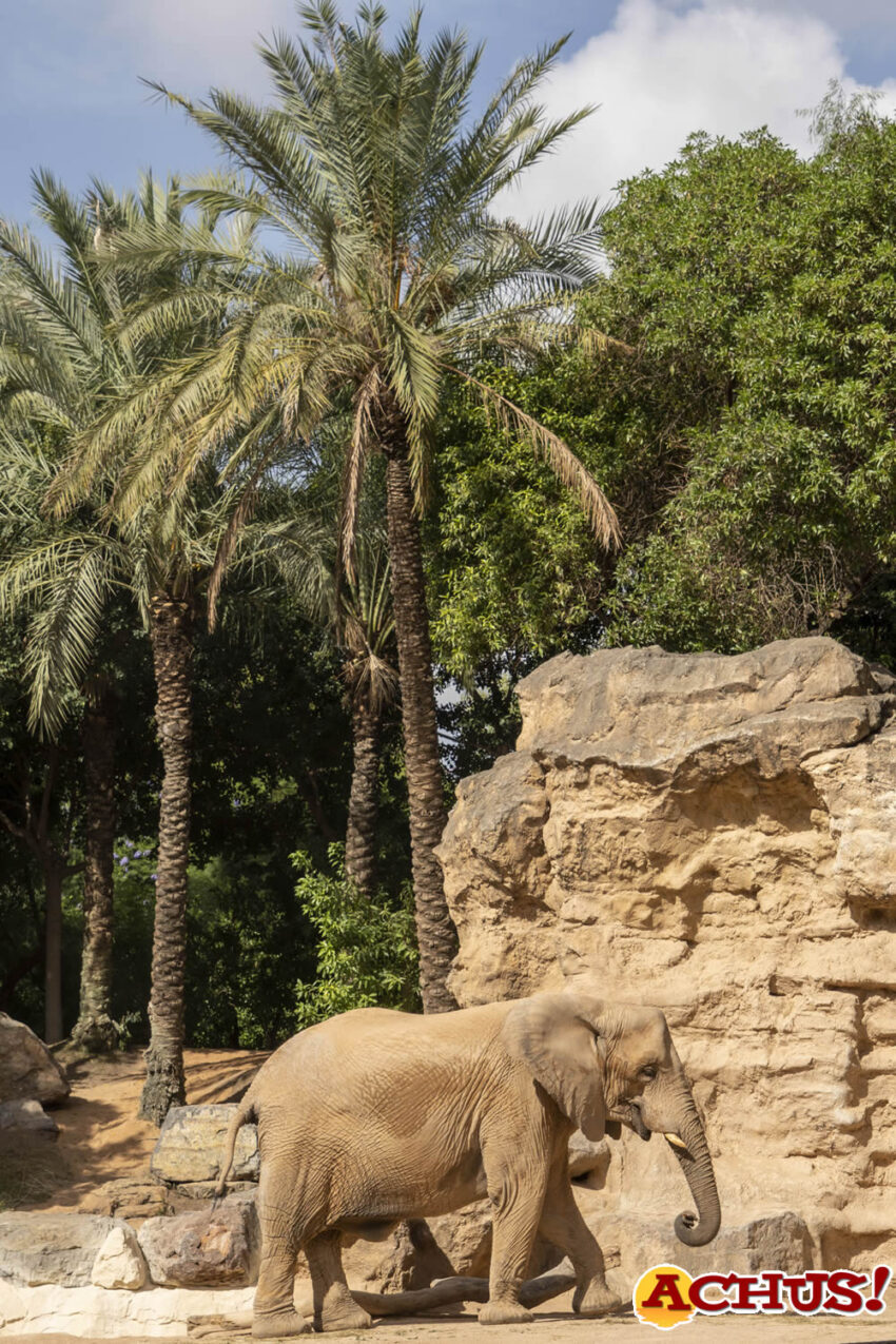 Bioparc Valencia en “cuenta atrás” para el nacimiento del primer elefante