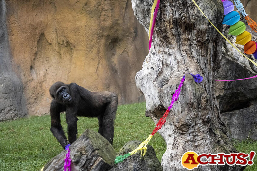 Bioparc celebra el 10º aniversario de Ebo, el primer gorila “valenciano”