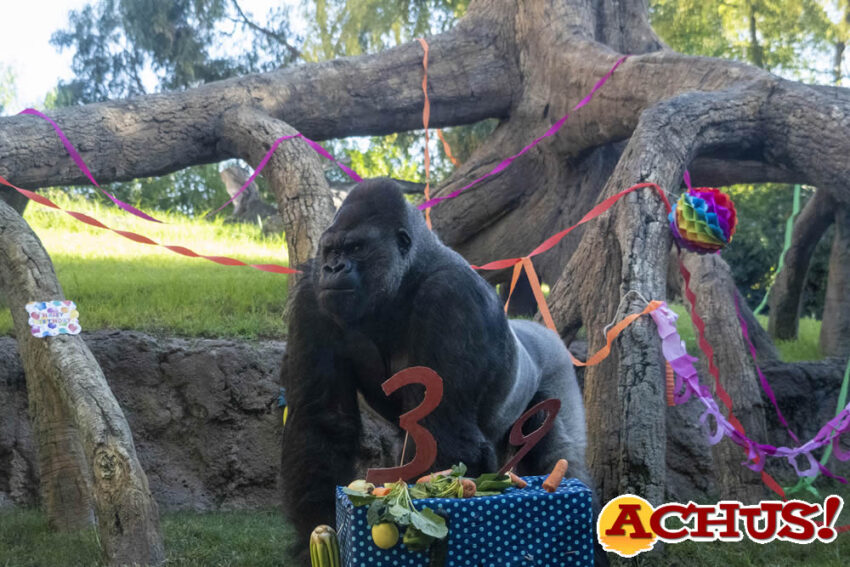 Doble fiesta de cumpleaños de gorilas en Bioparc Valencia