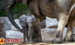 La cría de elefante de Bioparc Valencia es una hembra y se hace partícipe a la sociedad para elegir el nombre