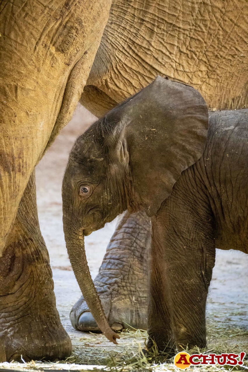 Intensa primera semana de vida del primer elefante nacido en Bioparc Valencia