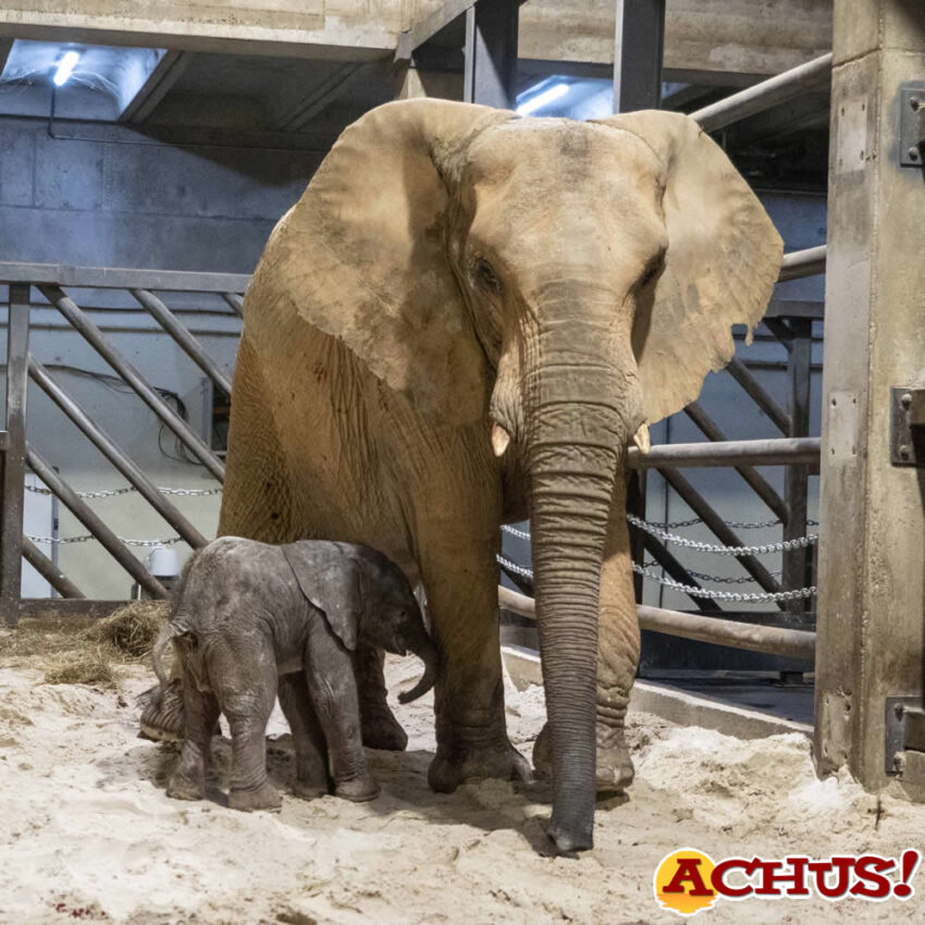 Emoción ante el nacimiento en directo del primer elefante en Bioparc Valencia