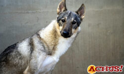 El 21º Desfile para adoptar perros abandonados de A.U.P.A. y Bioparc será el 18 de diciembre