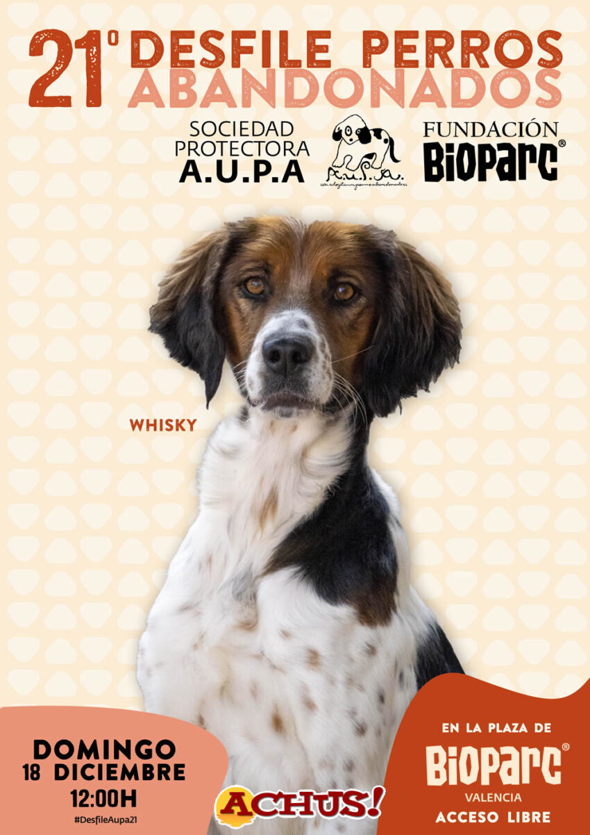 Este domingo Bioparc Valencia acoge el 21º Desfile para adoptar perros abandonados de la protectora AUPA.
