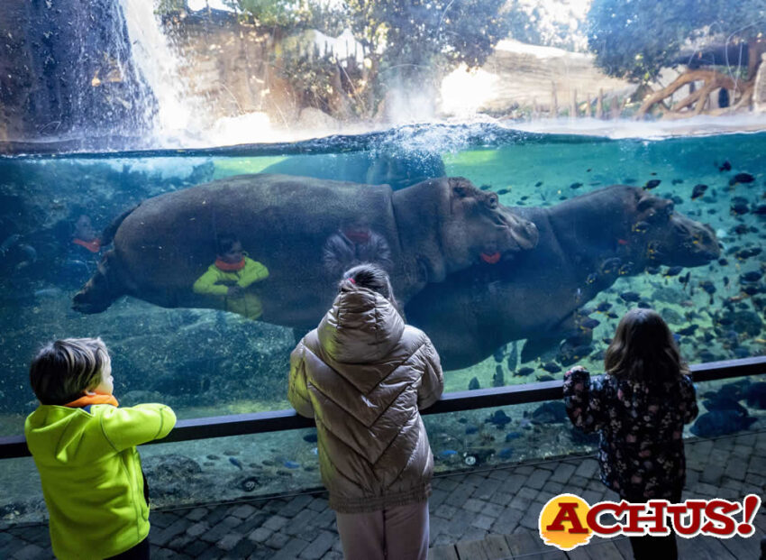 Éxito de participación en la edición de Navidad de “Expedición África” de Bioparc Valencia