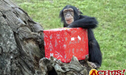 Papá Noel entrega los regalos a los animales de Bioparc Valencia incluso buceando