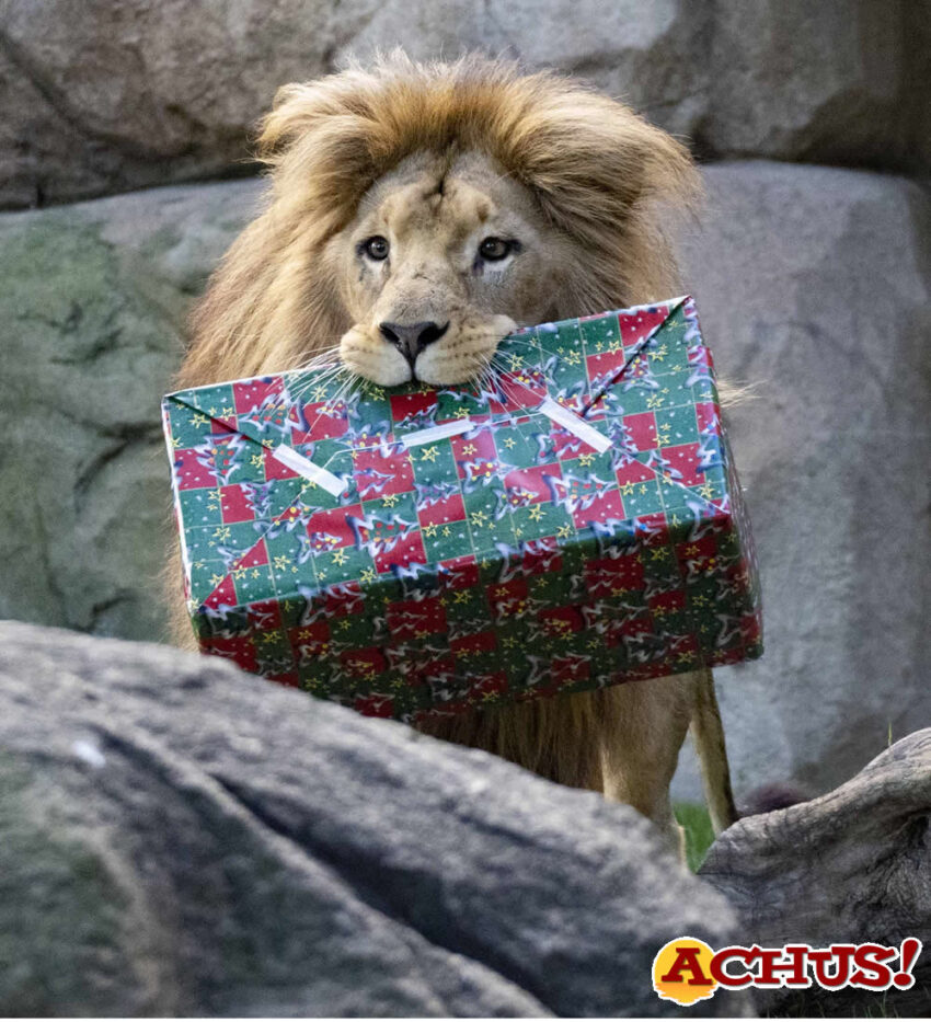 Papá Noel entrega los regalos a los animales de Bioparc Valencia incluso buceando