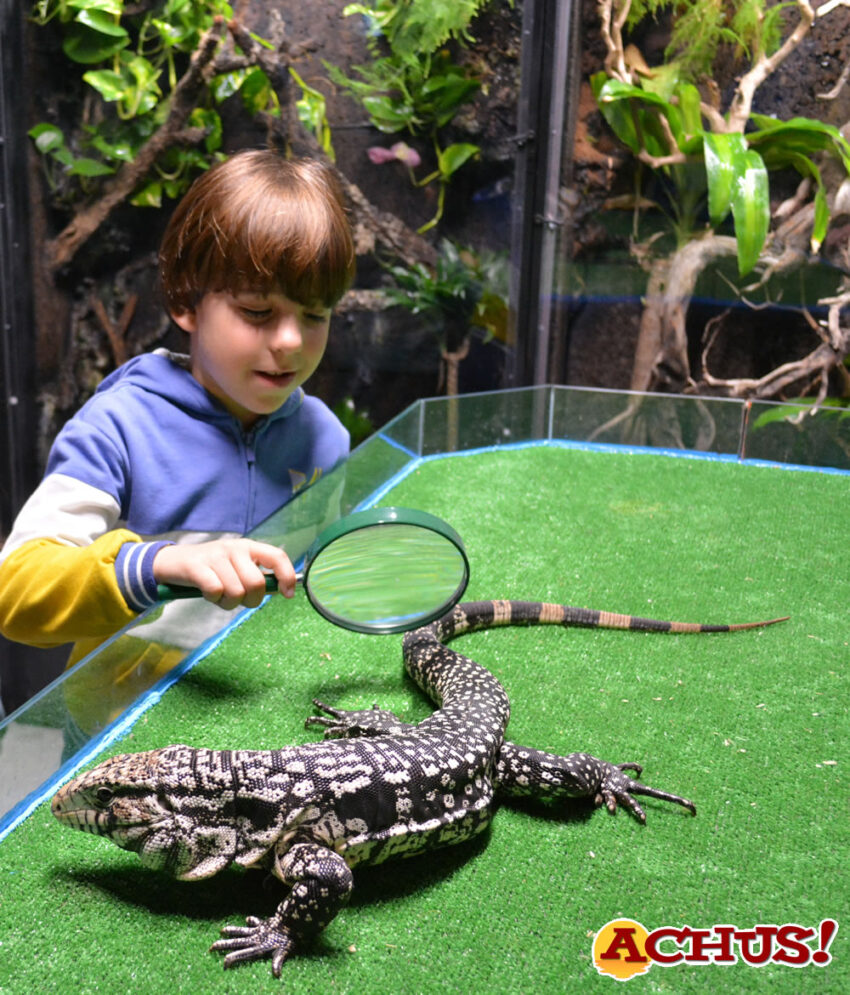 Terra Natura Benidorm acoge un tegu blanco y negro de 1 metro abandonado en Valencia 