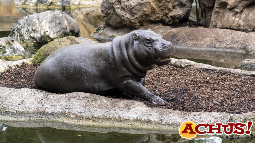 Con motivo del Día del Hipopótamo, Bioparc Valencia destaca la existencia de dos especies