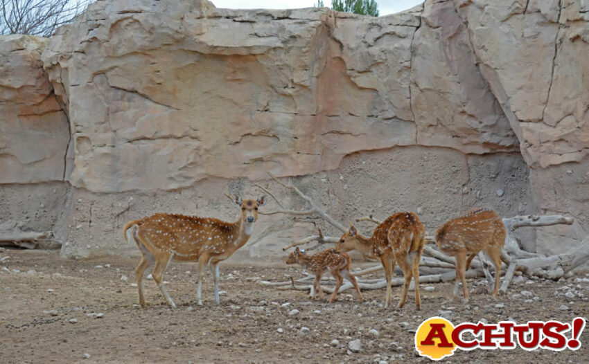 Un chital, primer nacimiento del año en Terra Natura Benidorm