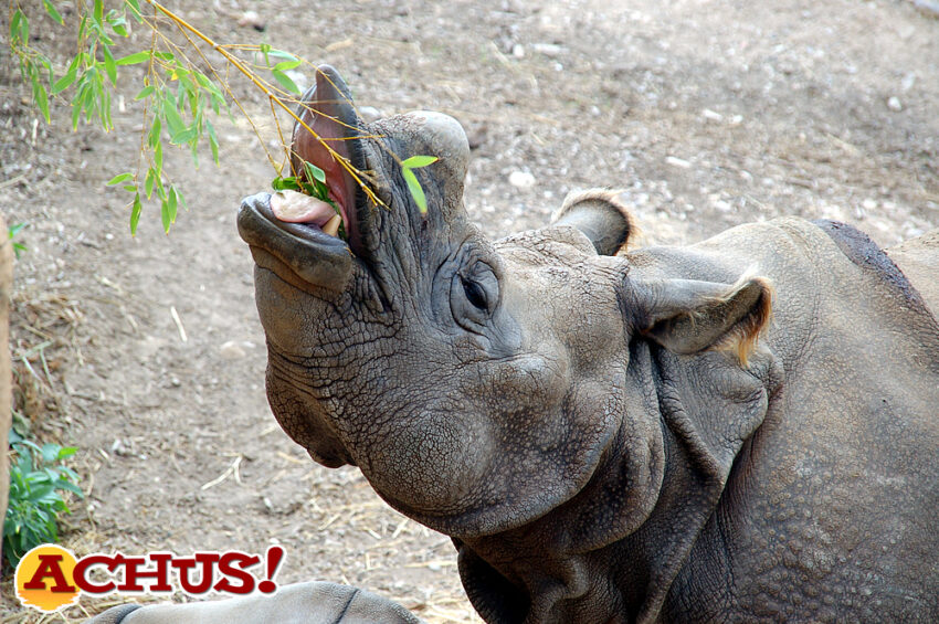 Intentan detectar el celo de una hembra de rinoceronte de Terra Natura Benidorm para fomentar la conservación de la especie.
