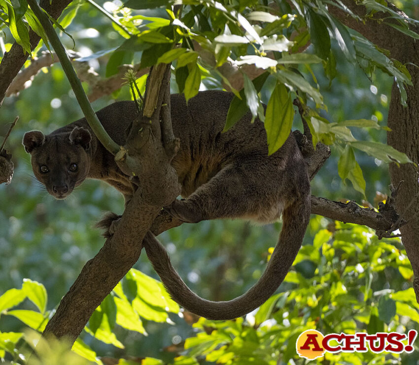 Bioparc Valencia forma una nueva pareja de fosas, el rarísimo depredador dominante de Madagascar
