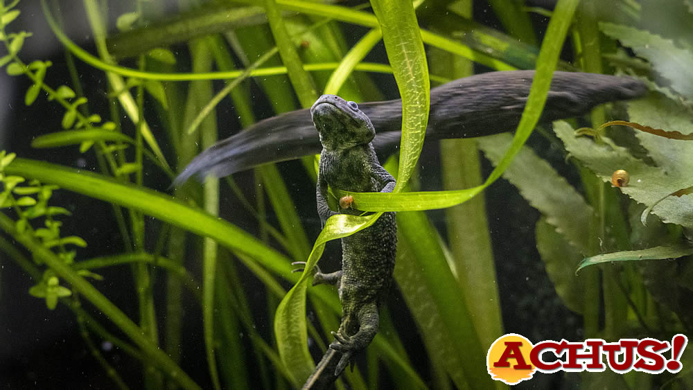 Bioparc Valencia participa en la conservación y reintroducción del “ofegabous” o gallipato, uno de los anfibios más amenazados de la Comunitat