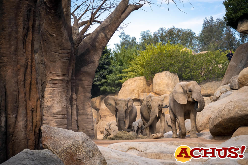 La cría de elefante de Bioparc Valencia cumple 6 meses y “estrena” el espectacular bosque de baobabs.