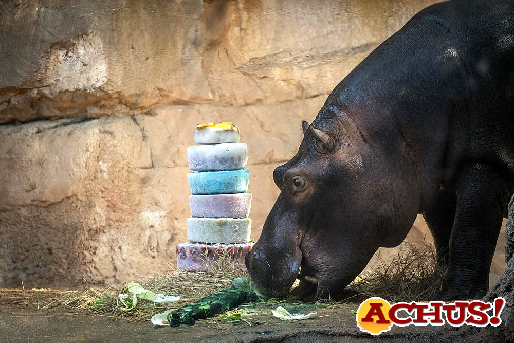 3er cumpleaños subacuático del hipopótamo Gori en Bioparc Valencia