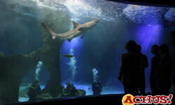 Día Mundial de los Océanos con Zoo Aquarium de Madrid